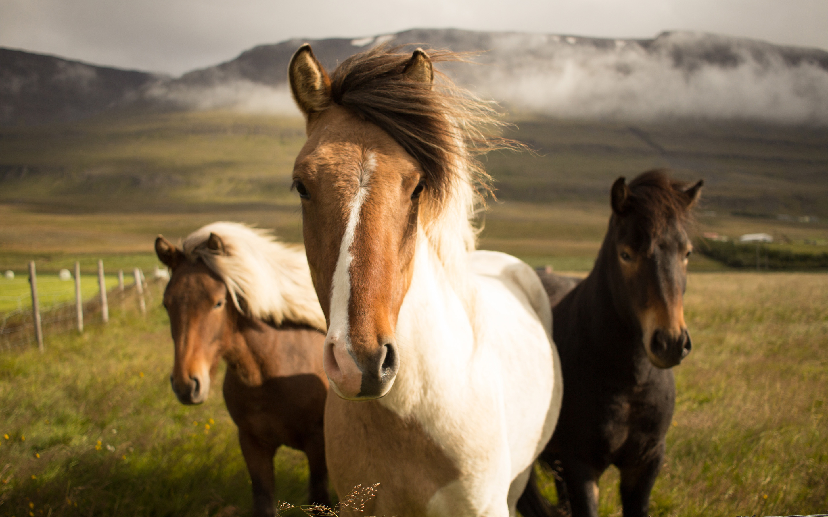 Iceland Horses8412617339